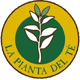 La pianta del Té
