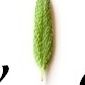 Salvia Linea