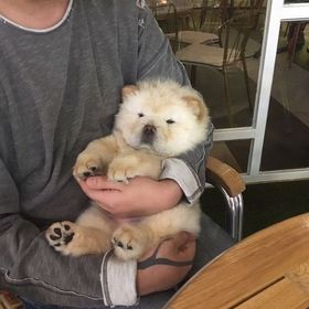 Biddy the Chiwennie Gund Designer Dog 10/"