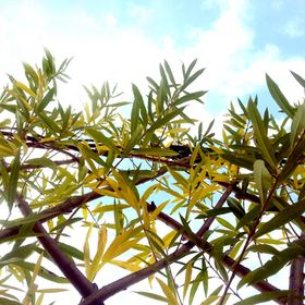 Claustra Salix