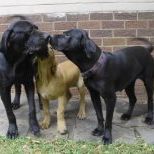 Bella Grande Brazilian Mastiffs