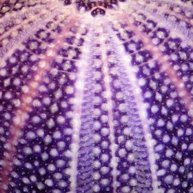 Australian Seashells