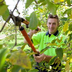 Danbury Tree Pros