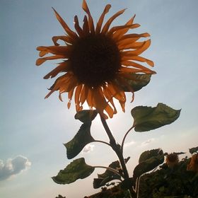 ismerd meg a tunéziai synoniem flört