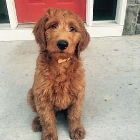 Red Cedar Farms Goldendoodles Redcedarfarms Profile Pinterest