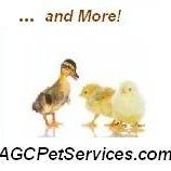 All God's Creatures Pet Services