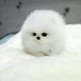 cum să ajute pomeranian să slăbească