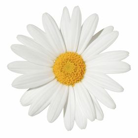 Golden Wood Oxeye Daisy Decoration Blanks Sizes Selection
