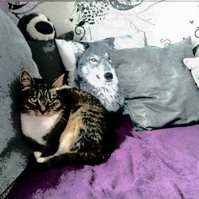 Ernährung Für Katzen Auf Die Richtige Art Und In Jedem Alter