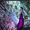Shreya