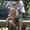 Cindy Holliday