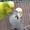 All About Budgies