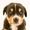 Super Dogs Online