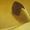shaihulud