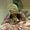 Tanisha