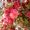 Sofie_2001