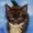 Twilight_ Kitty