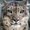 Rosamond Gifford Zoo