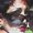 Dee Deangelis