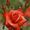 Perfect Rose