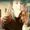 Lieze Lourens