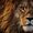 Animals World