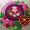 Seema