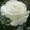 White Rose Designers