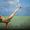 Jessie Graff