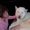 Miss Kitty