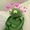 Dill