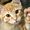 HuaHua | Cat