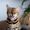 PETS LISTING ADS THUMB