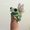 Frog princess