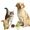 Pet Lovers