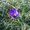 Beata Pastucha