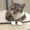 Chien Jarvis