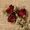 Dried Roses