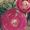 ManaRose .