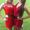 Heather Fariss