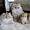 Christypaw Persians