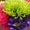 Darlene Fahrig Markovich