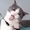 Cat Memes IG