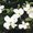White Leaf Designs