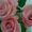 Roses Pink