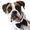 Upscale Dog Toys