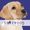 Starwood Pet Transport