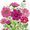 Tuliptriespainting