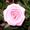 Diane Noble Melch