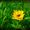 Girasolana